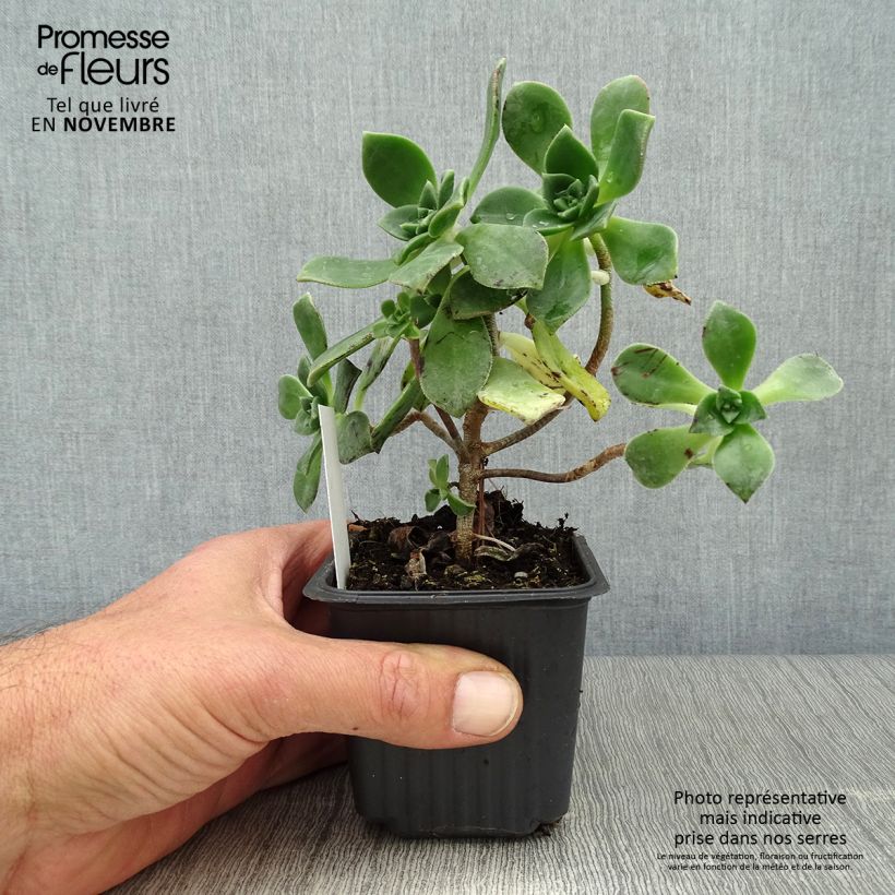 Amostra de Aeonium haworthii Vaso de 8/9 cm tal como entregue no outono