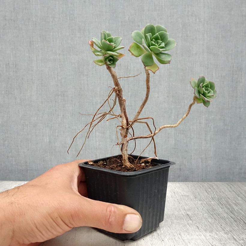 Amostra de Aeonium haworthii Vaso de 8/9 cm tal como entregue no verão