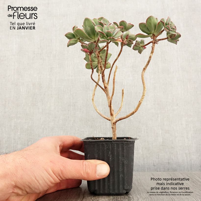 Amostra de Aeonium haworthii Vaso de 8/9 cm tal como entregue no inverno