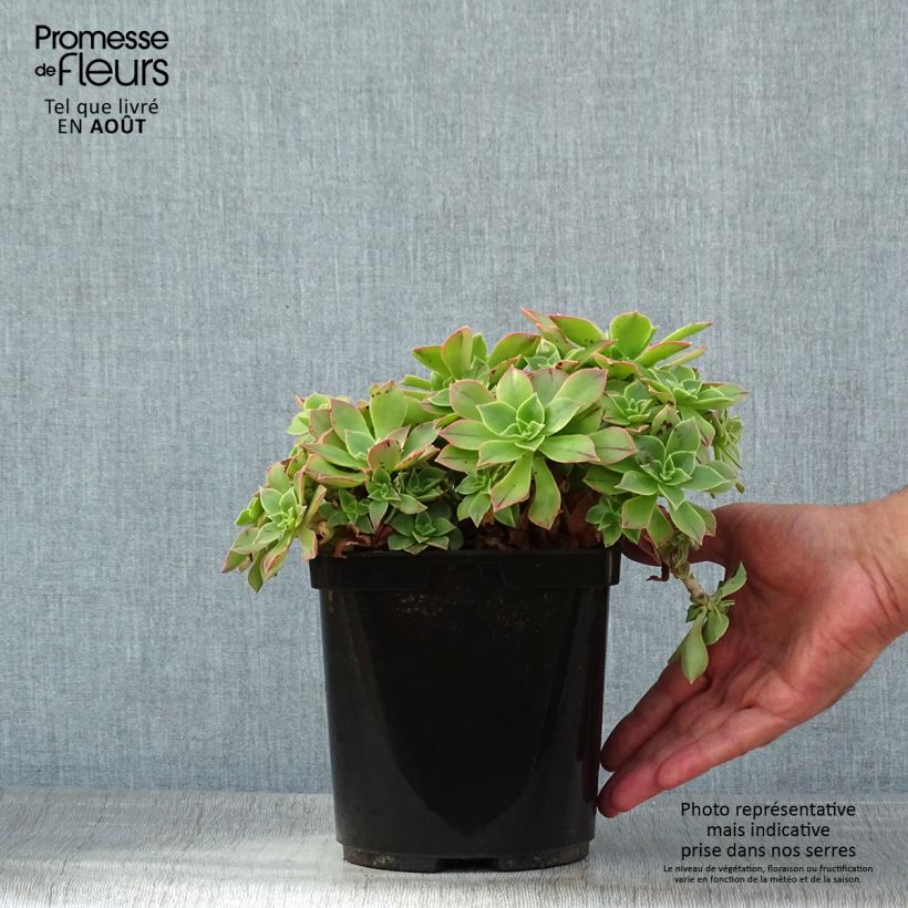 Amostra de Aeonium leucoblepharum Yemen Vaso de 3 L/4 L tal como entregue no verão
