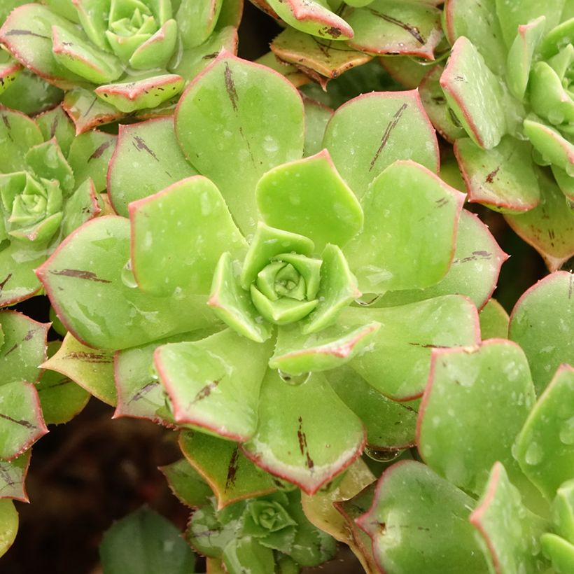 Aeonium Mary Ann Kunkel (Folhagem)
