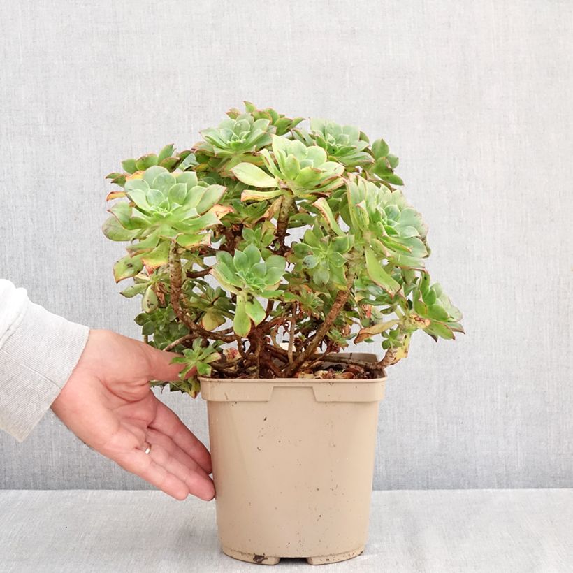 Amostra de Aeonium Mary Ann Kunkel Vaso de 3 L/4 L tal como entregue no outono