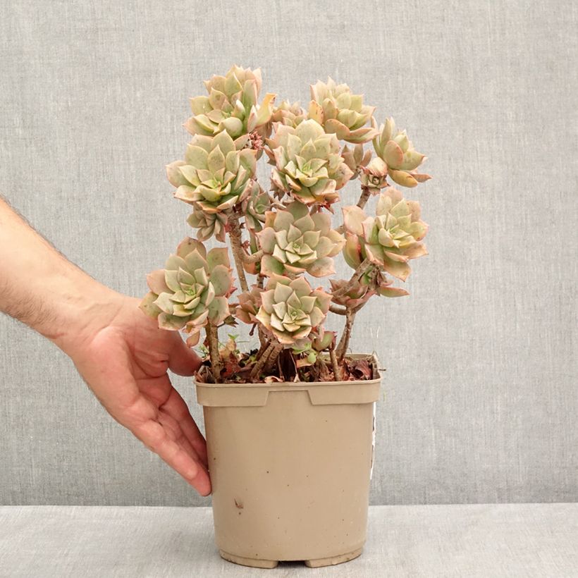 Amostra de Aeonium Mary Ann Kunkel Vaso de 3 L/4 L tal como entregue no verão
