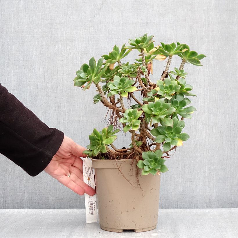 Amostra de Aeonium Mary Ann Kunkel Vaso de 3 L/4 L tal como entregue no inverno