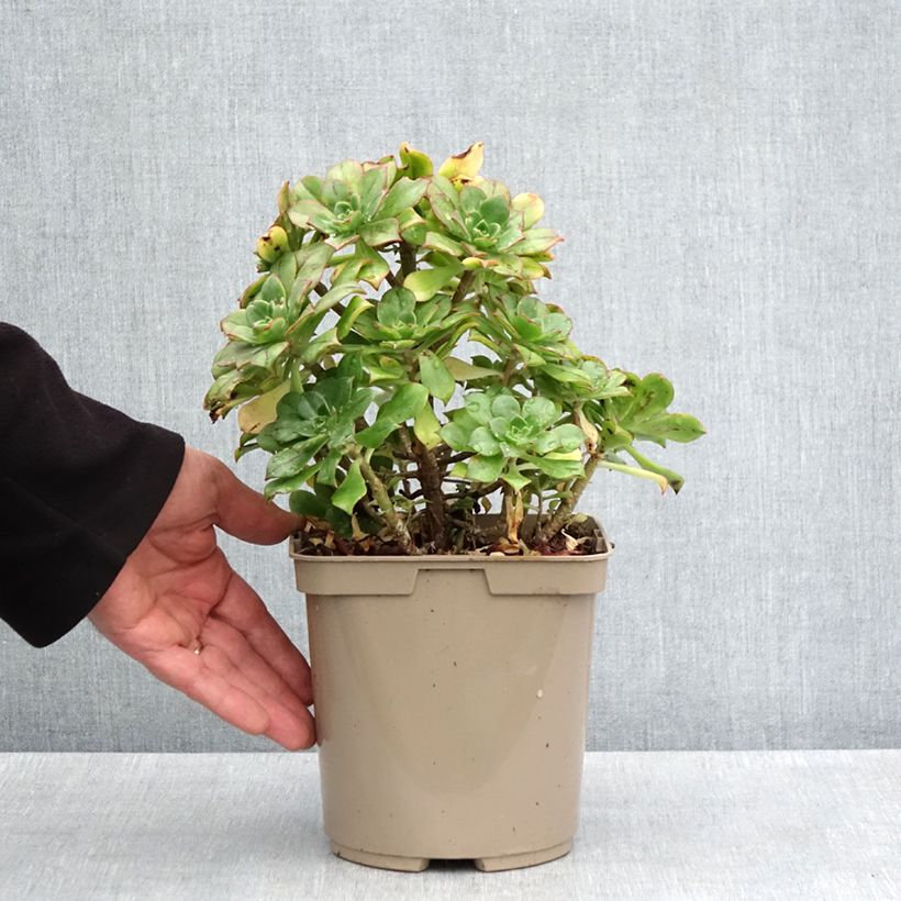 Amostra de Aeonium Mary Ann Kunkel Vaso de 3 L/4 L tal como entregue na primavera