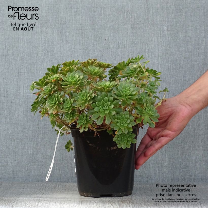 Amostra de Aeonium occidentale Vaso de 3 L/4 L tal como entregue no verão