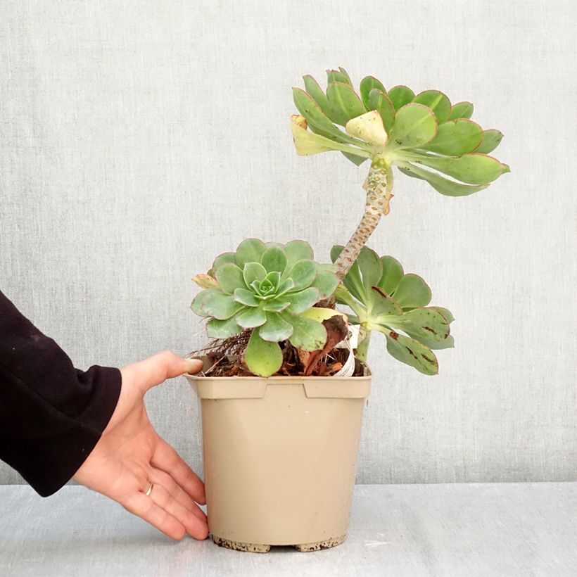 Amostra de Aeonium Starburst Vaso de 3 L/4 L tal como entregue no outono