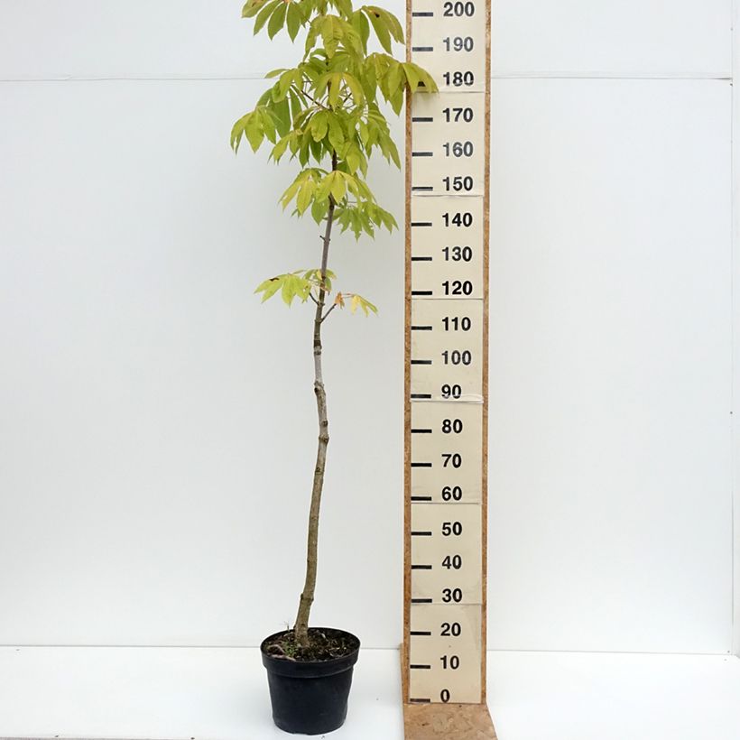 Amostra de Aesculus chinensis Vaso de 12 L/15 L tal como entregue no verão