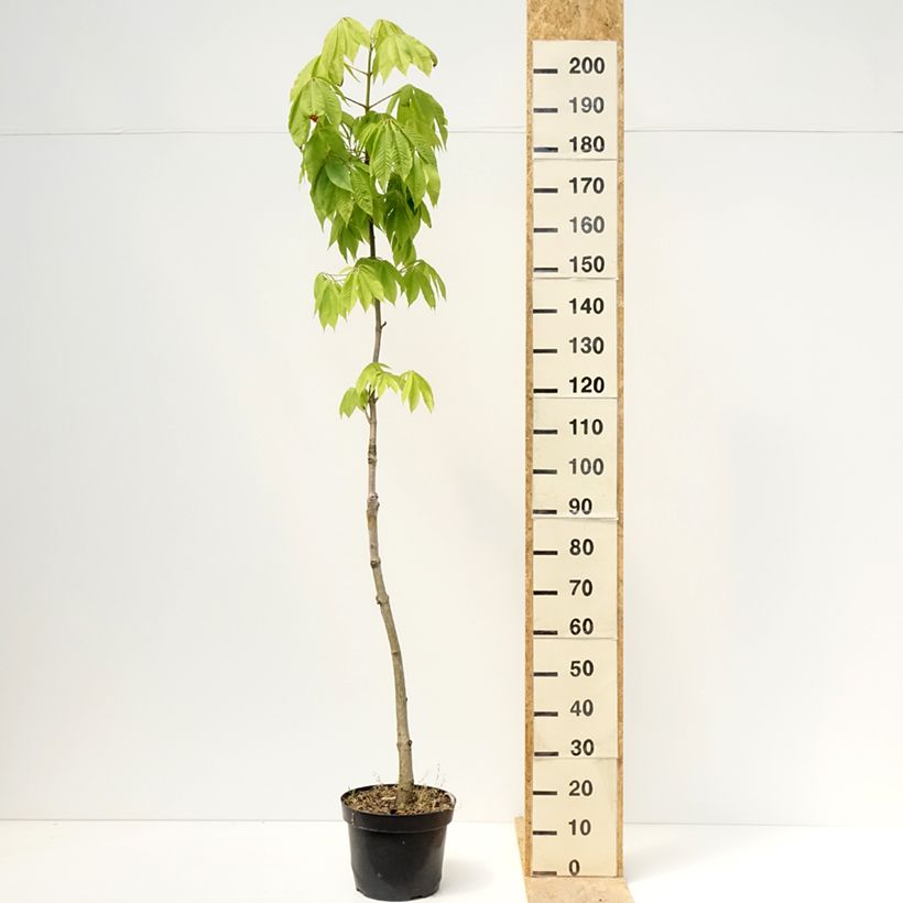 Amostra de Aesculus chinensis Vaso de 12 L/15 L tal como entregue na primavera