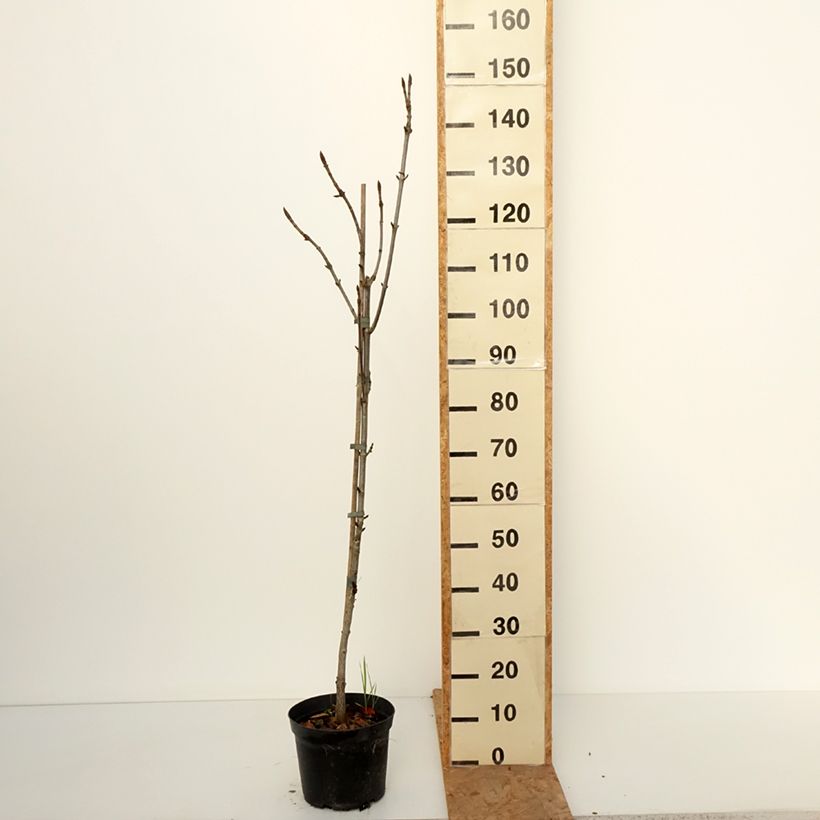 Amostra de Aesculus hippocastanum Digitata Vaso de 4 L/5 L tal como entregue no outono