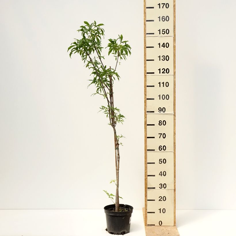 Amostra de Aesculus hippocastanum Digitata Vaso de 4 L/5 L tal como entregue na primavera