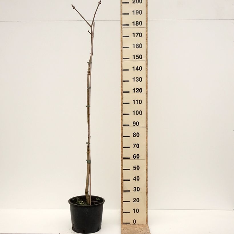 Amostra de Aesculus flava - Pavier, Marronnier jaune Pot de 20L/25L tal como entregue no inverno