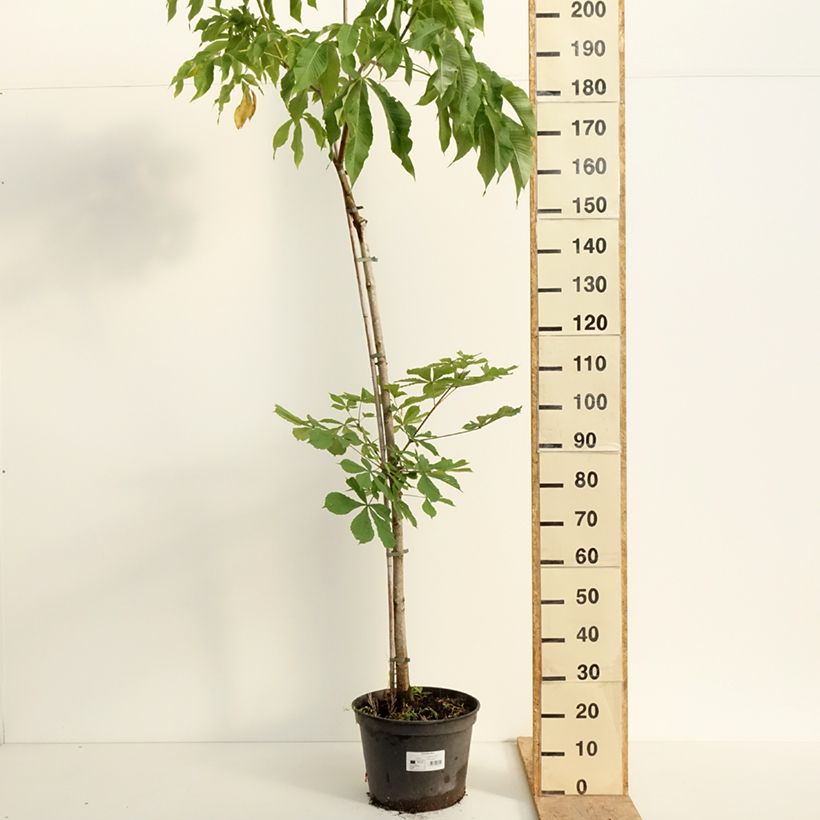 Amostra de Aesculus flava Vaso de 20 L/25 L, Haste tal como entregue na primavera