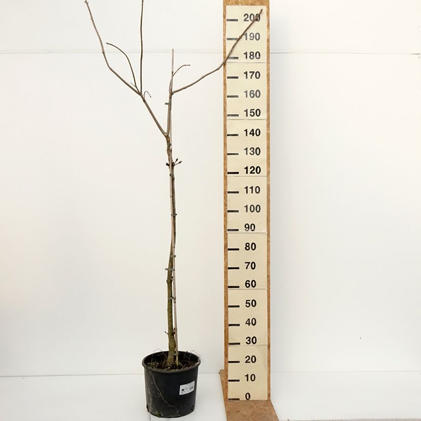 Amostra de Aesculus flava - Pavier, Marronnier jaune Pot de 20L/25L, Tige, Tige de 120 cm tal como entregue no outono