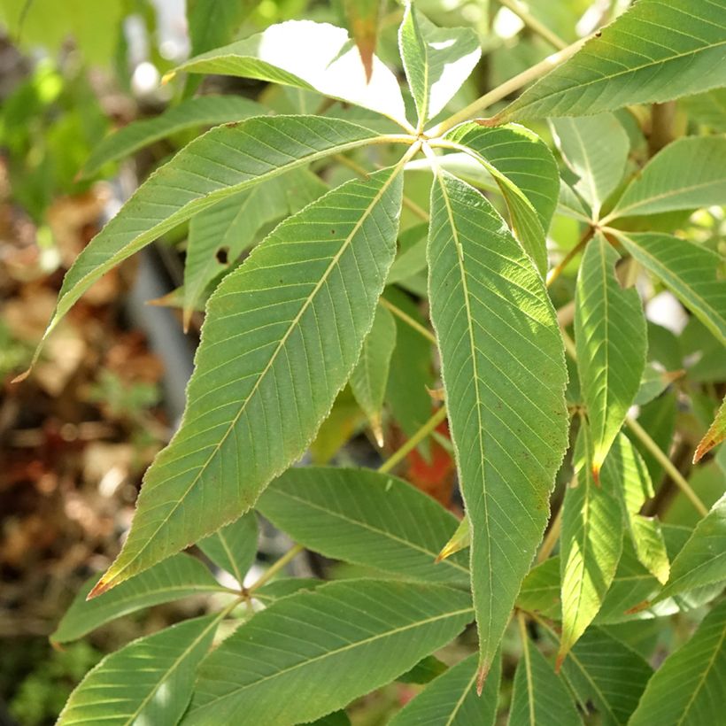 Aesculus glabra Herkenrode (Folhagem)