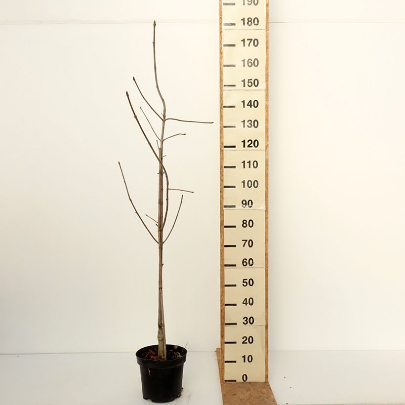 Amostra de Aesculus glabra Herkenrode Vaso de 7,5 L/10 L tal como entregue no outono