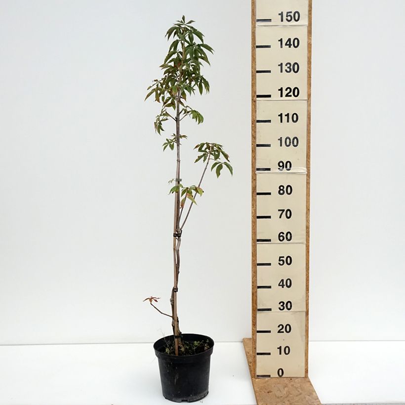 Amostra de Aesculus glabra Herkenrode Vaso de 7,5 L/10 L tal como entregue no verão