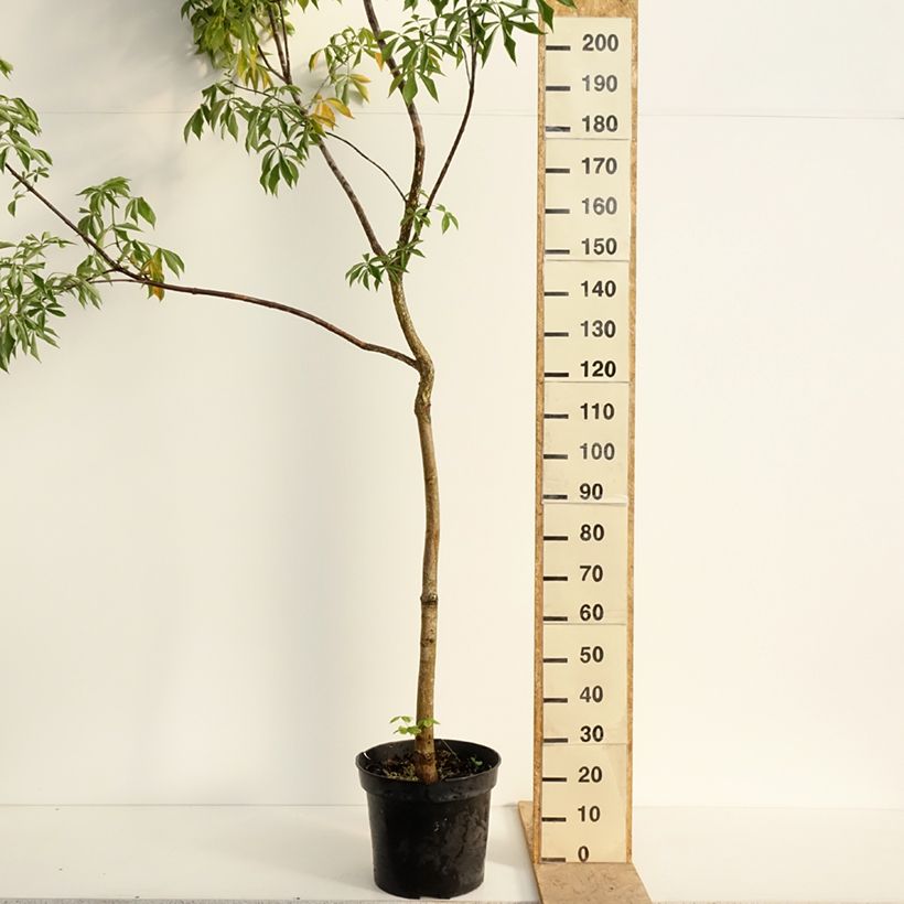 Amostra de Aesculus glabra October Red Vaso de 20 L/25 L, Haste tal como entregue na primavera