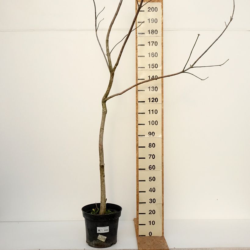 Amostra de Aesculus glabra October Red Vaso de 20 L/25 L, Haste tal como entregue no outono