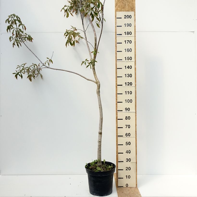 Amostra de Aesculus glabra October Red Vaso de 20 L/25 L, Haste tal como entregue no verão