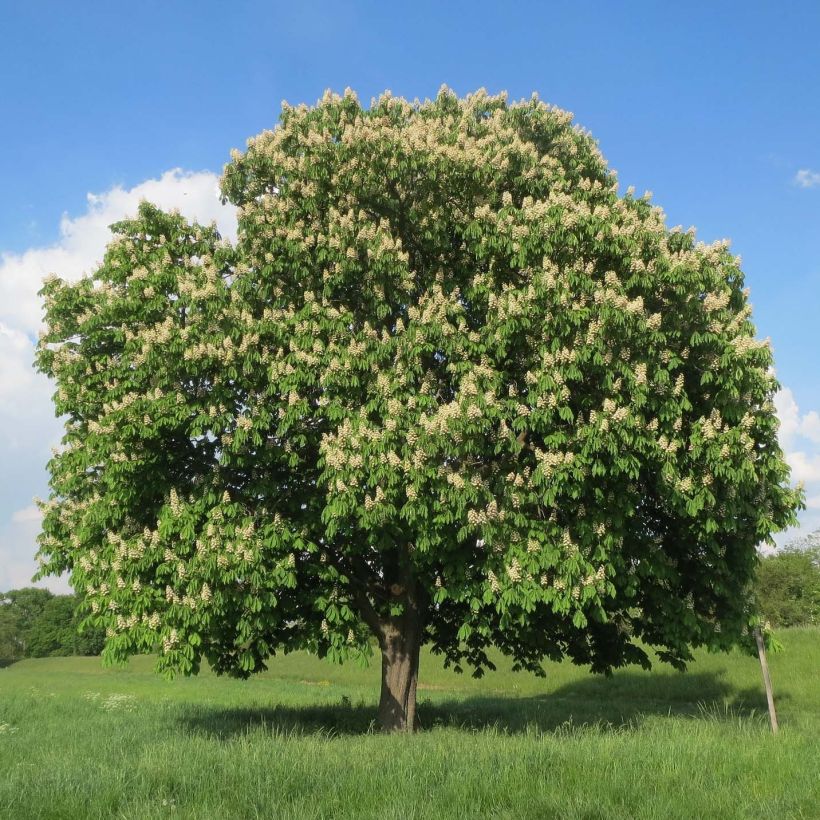 Aesculus hippocastanum (Hábito)
