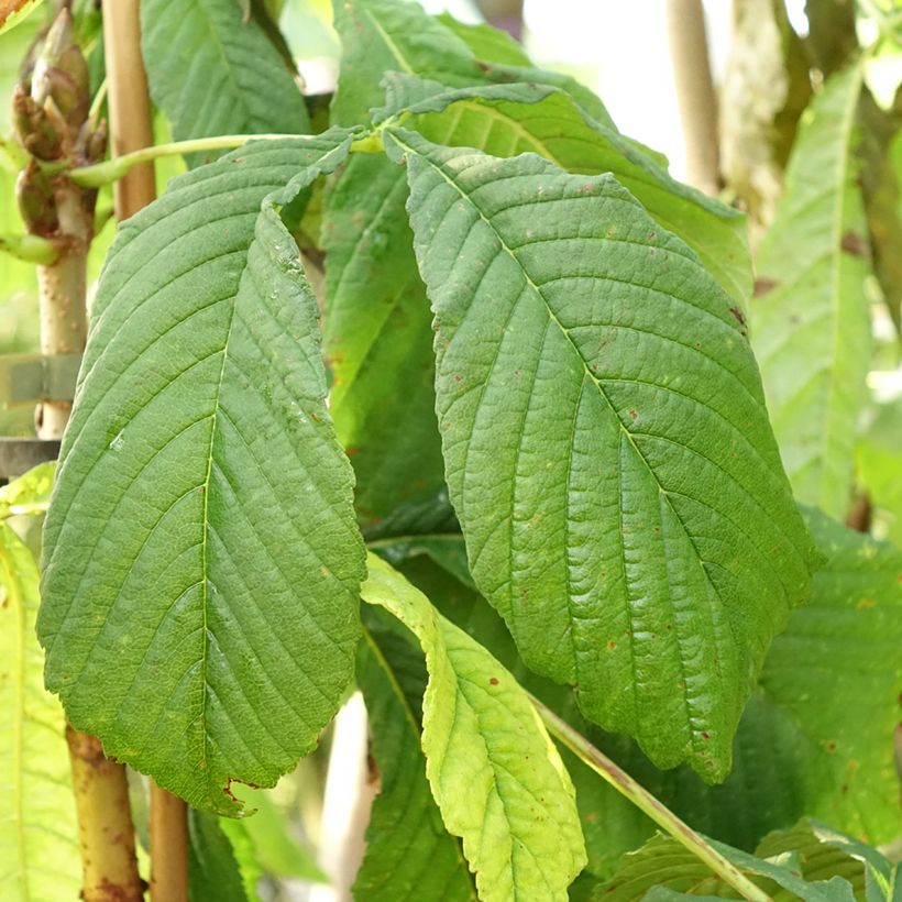 Aesculus hippocastanum Hampton Court Gold (Folhagem)