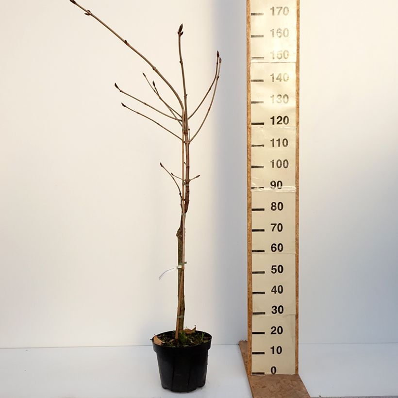 Amostra de Aesculus hippocastanum Hampton Court Gold Vaso de 4 L/5 L tal como entregue no outono