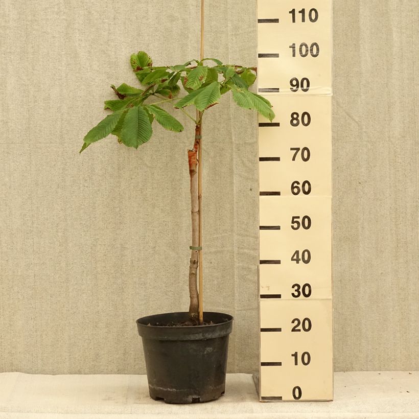Amostra de Aesculus hippocastanum Hampton Court Gold Vaso de 4 L/5 L tal como entregue no verão