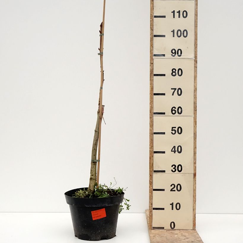 Amostra de Aesculus hippocastanum Hampton Court Gold - Marronnier commun Vaso de 4 L/5 L tal como entregue no inverno