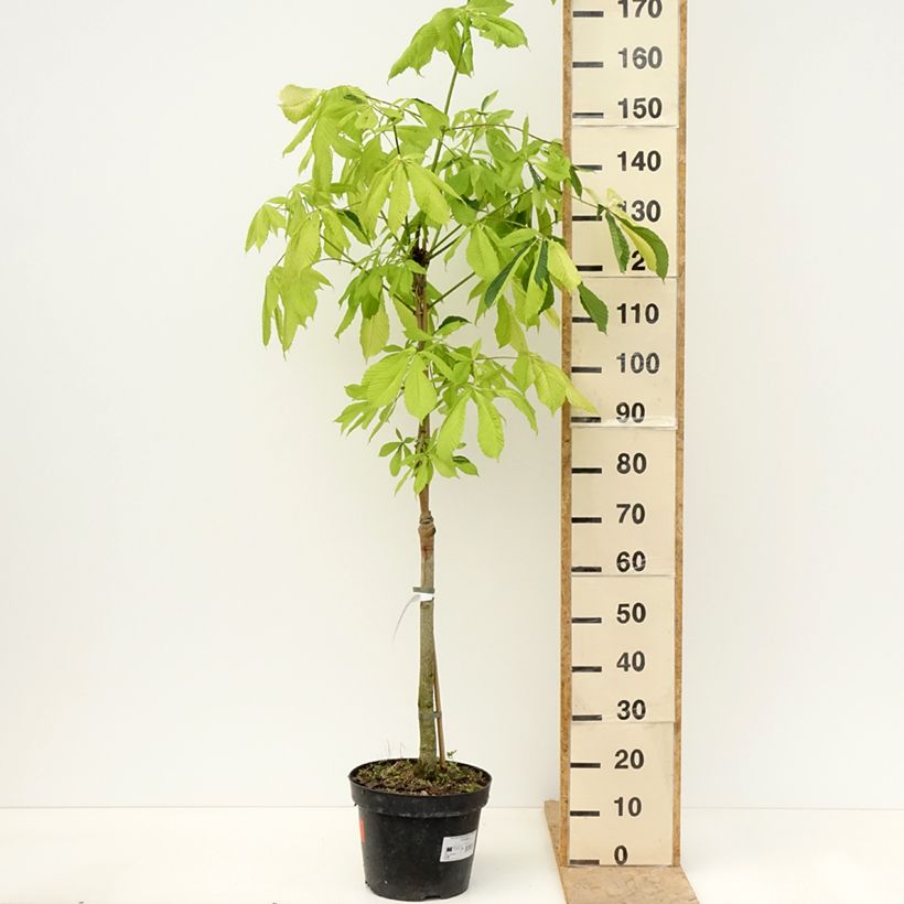Amostra de Aesculus hippocastanum Hampton Court Gold Vaso de 4 L/5 L tal como entregue na primavera