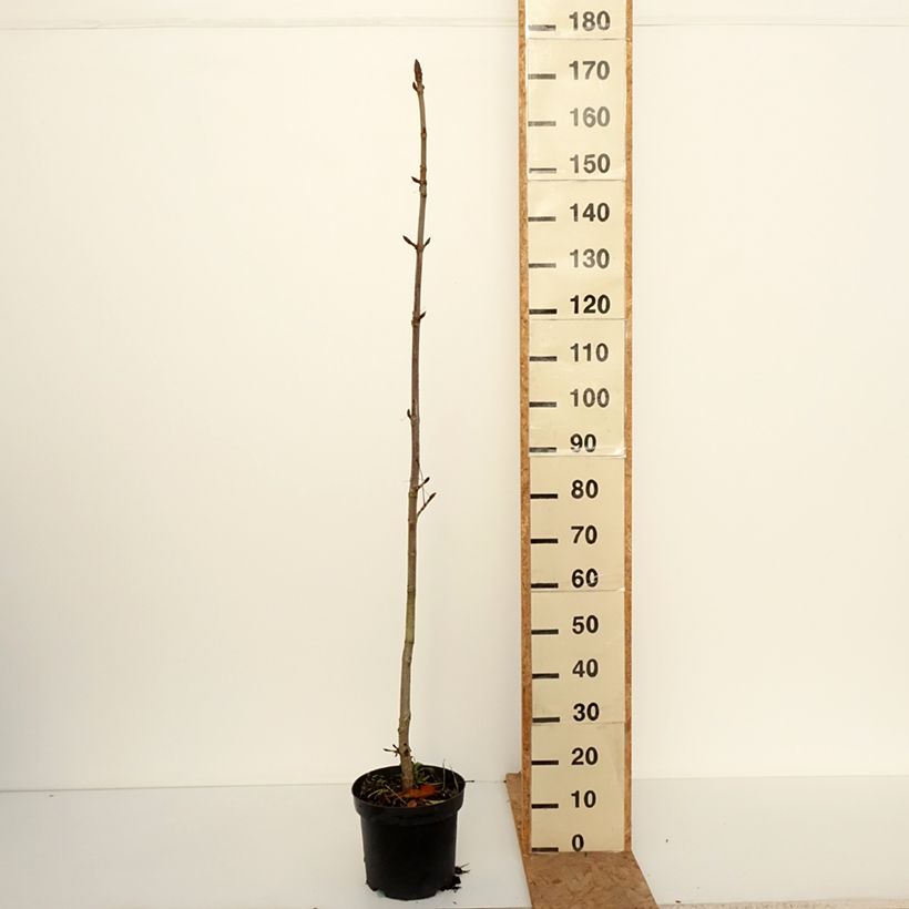 Amostra de Aesculus hippocastanum Memmingeri Vaso de 4 L/5 L tal como entregue no outono