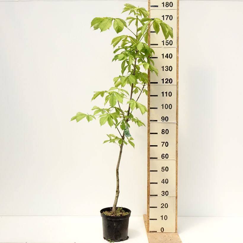 Amostra de Aesculus hippocastanum Memmingeri Vaso de 4 L/5 L tal como entregue na primavera