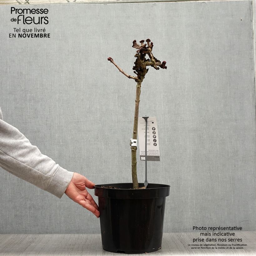 Amostra de Aesculus hippocastanum Monstrosa - Marronnier commun Pot de 7,5L/10L, Tige, Tige de 40 cm tal como entregue no outono