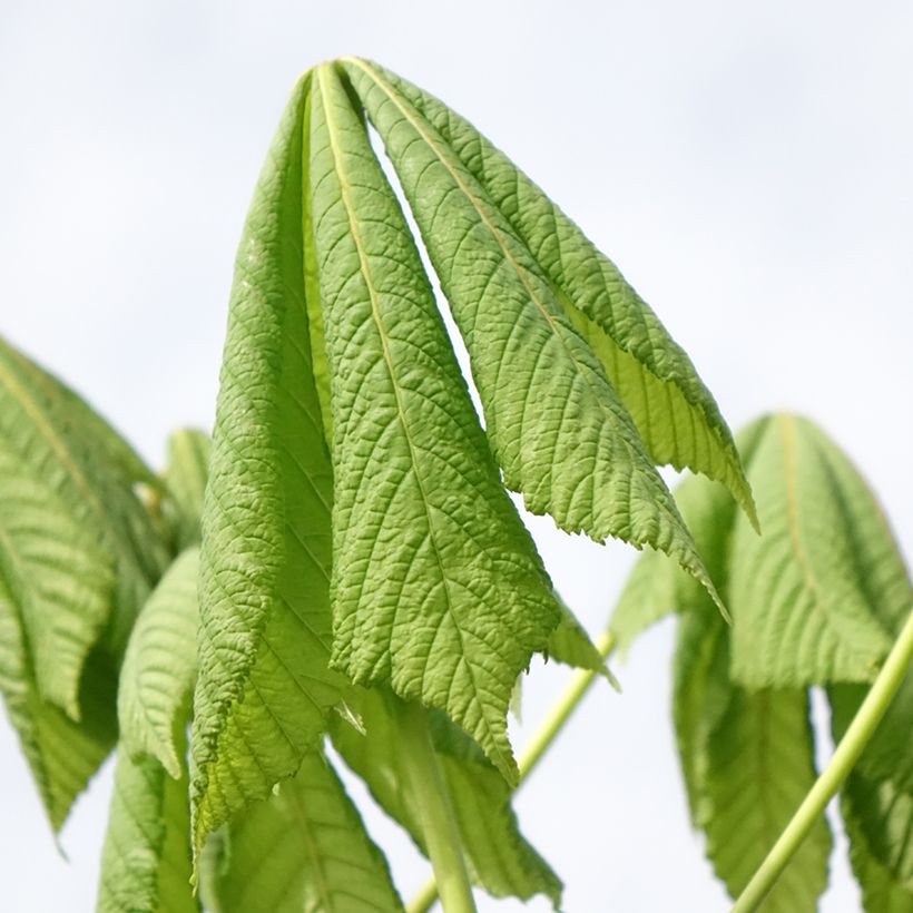 Aesculus hippocastanum Umbraculifera (Folhagem)