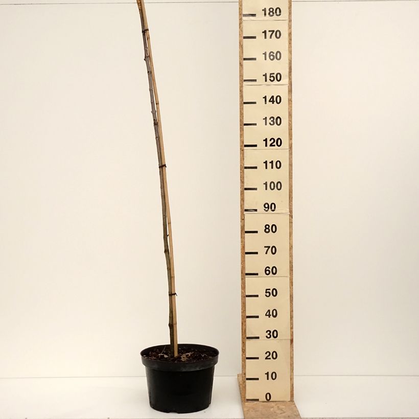 Amostra de Aesculus hippocastanum Umbraculifera - Marronnier commun Pot de 20L/25L tal como entregue no inverno