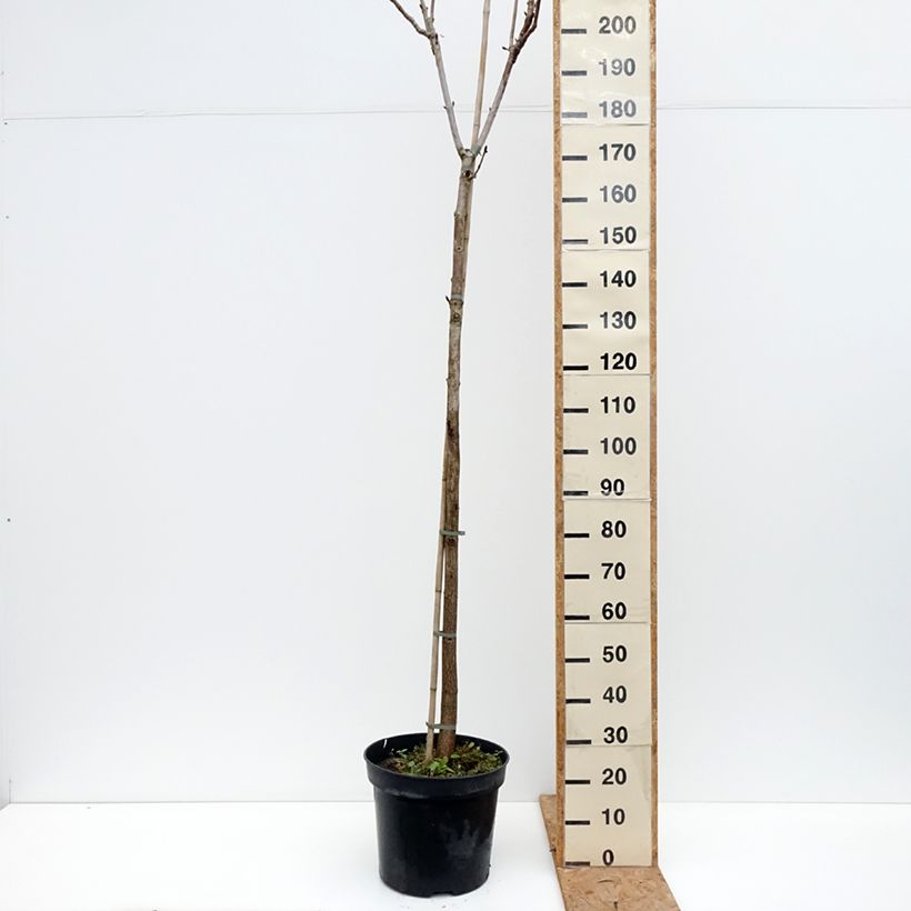 Amostra de Aesculus hippocastanum Umbraculifera Vaso de 20 L/25 L, Haste tal como entregue no outono