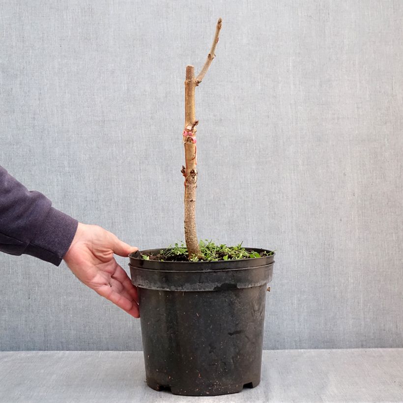 Amostra de Aesculus indica Sydney Pearce Vaso de 7,5 L/10 L tal como entregue no outono