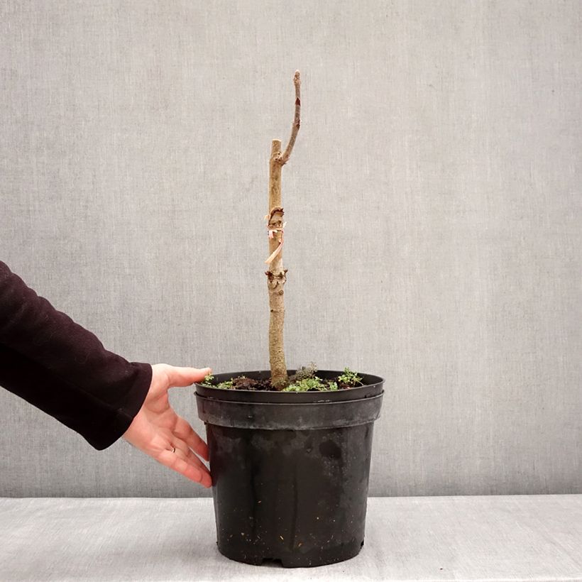 Amostra de Aesculus indica Sydney Pearce Vaso de 7,5 L/10 L tal como entregue no inverno