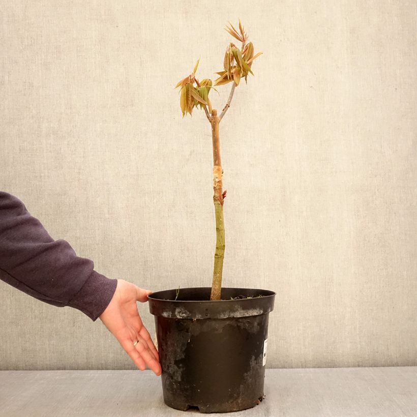 Amostra de Aesculus indica Sydney Pearce Vaso de 7,5 L/10 L tal como entregue na primavera
