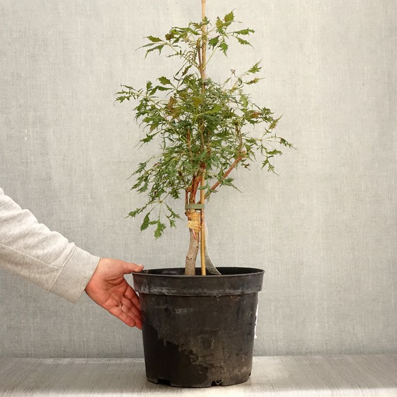 Amostra de Aesculus Laciniata - Marronnier commun Pot de 7,5L/10L tal como entregue no outono