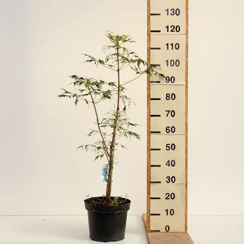 Amostra de Aesculus hippocastanum Laciniata Vaso de 7,5 L/10 L tal como entregue no verão