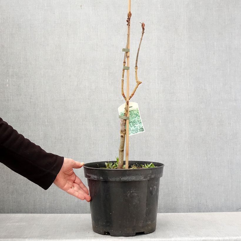 Amostra de Aesculus hippocastanum Laciniata Vaso de 7,5 L/10 L tal como entregue na primavera