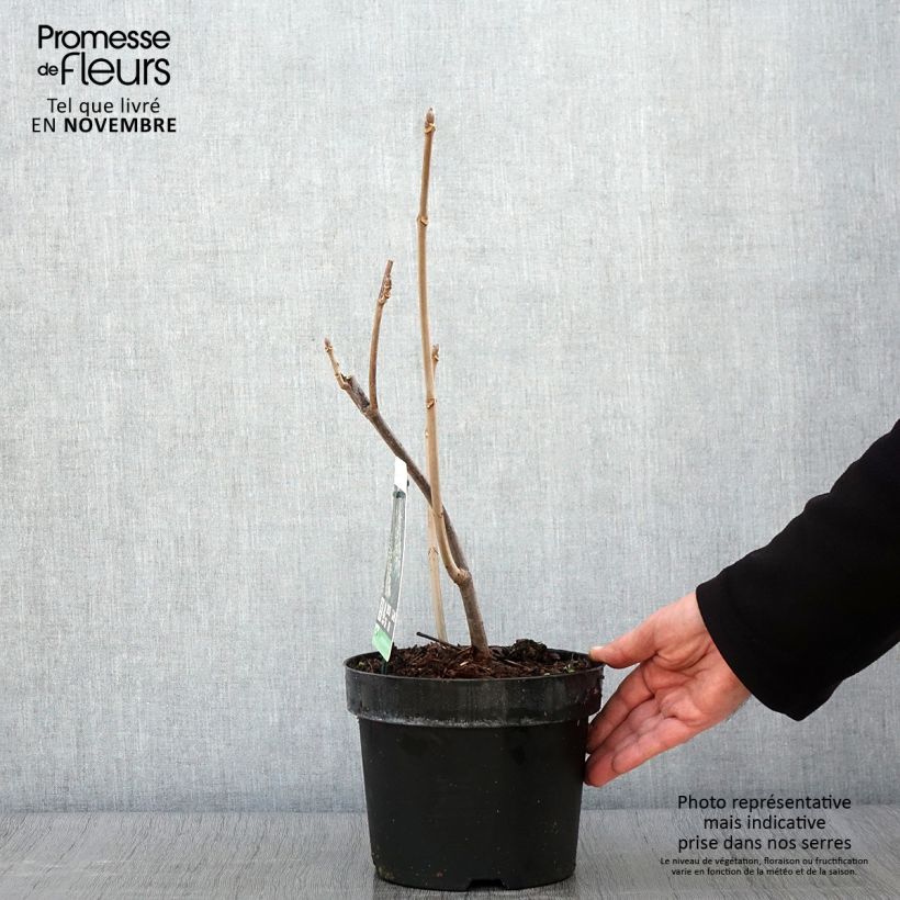 Amostra de Aesculus parviflora Vaso de 2 L/3 L tal como entregue no outono