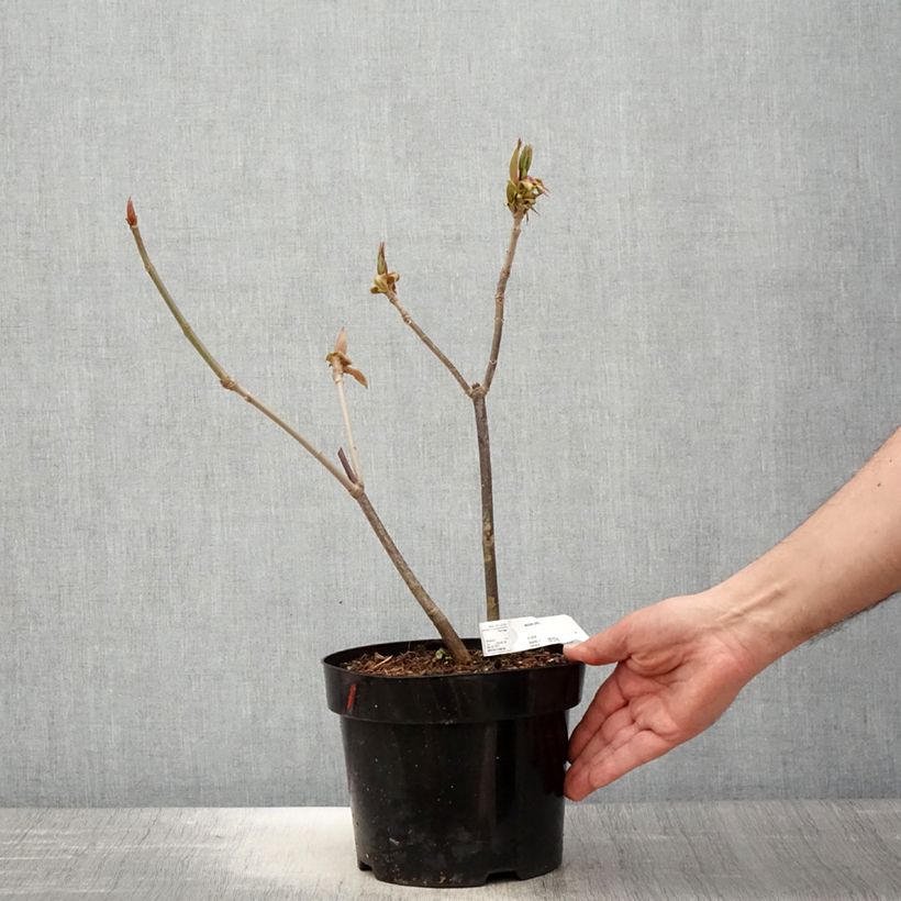 Amostra de Aesculus parviflora Vaso de 2 L/3 L tal como entregue na primavera