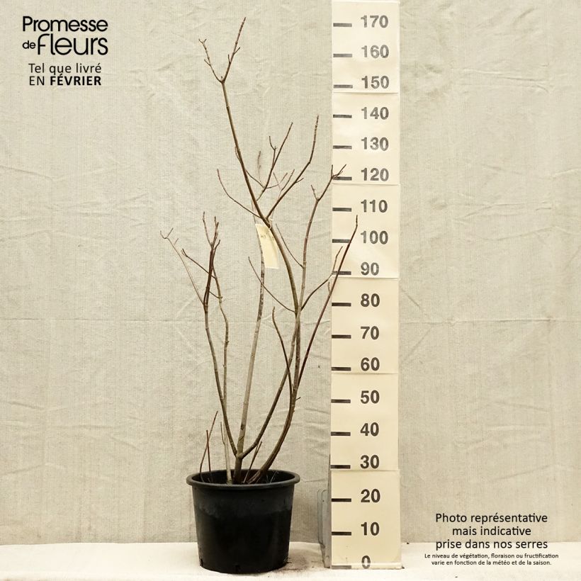 Amostra de Aesculus parviflora - Pavier blanc Vaso de 20 L/25 L tal como entregue no inverno