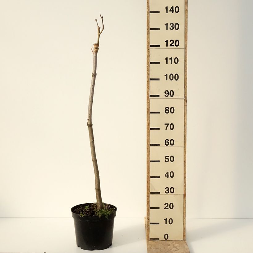 Amostra de Aesculus pavia Humilis - Marronnier d'ornement  à fleurs rouges Vaso de 7,5 L/10 L tal como entregue no inverno