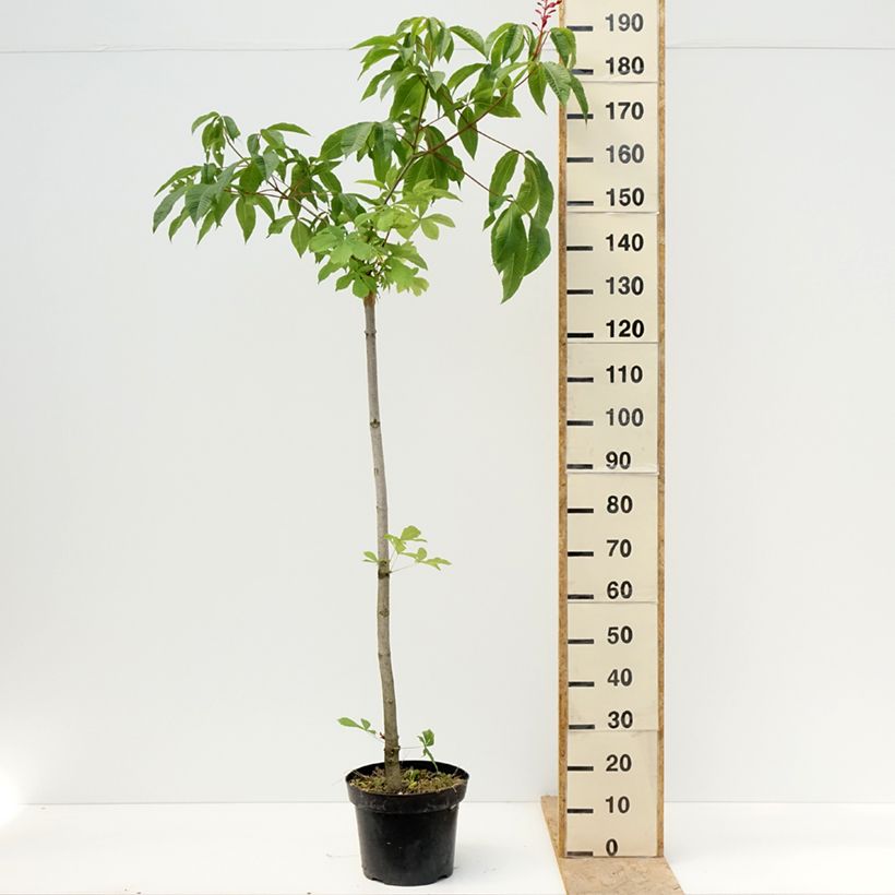 Amostra de Aesculus pavia Humilis Vaso de 7,5 L/10 L tal como entregue na primavera