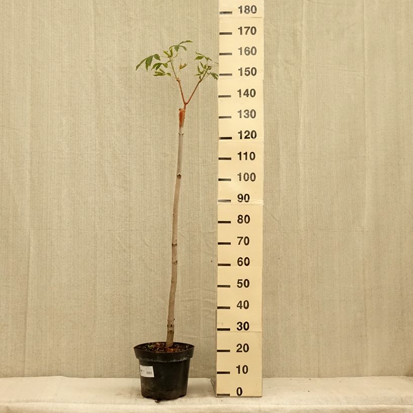 Amostra de Aesculus pavia Humilis Vaso de 7,5 L/10 L tal como entregue no verão