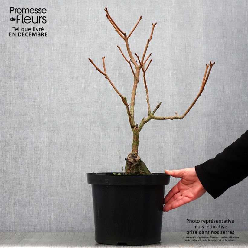 Amostra de Aesculus pavia var. discolor Koehnei Vaso de 7,5 L/10 L tal como entregue no outono