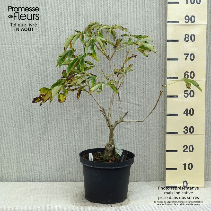 Amostra de Aesculus pavia var. discolor Koehnei Vaso de 7,5 L/10 L tal como entregue no verão